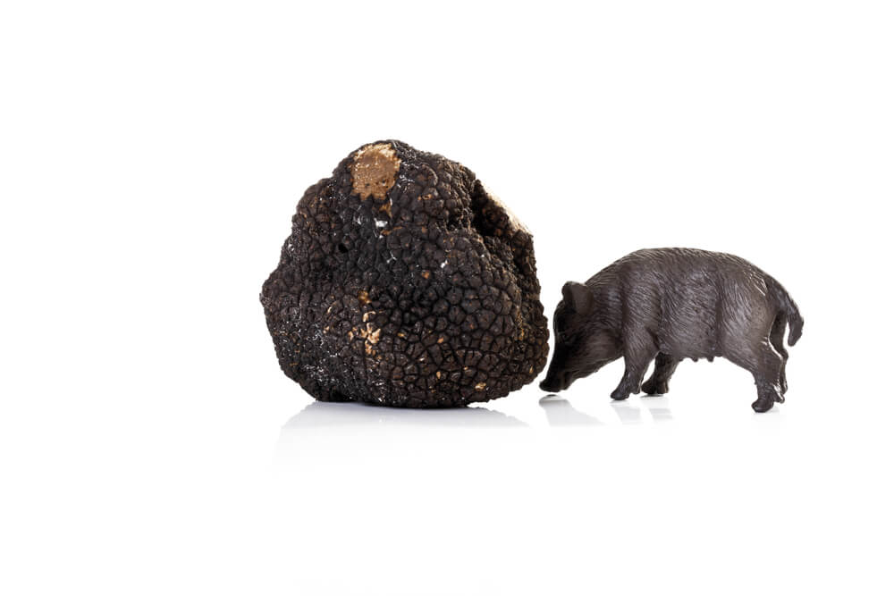 Truffle pig topics - how to find long tail keywords